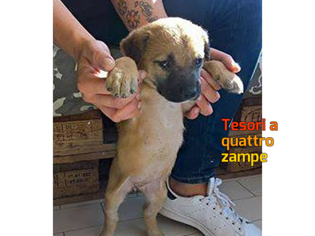 cane_cocca_imma_mirto