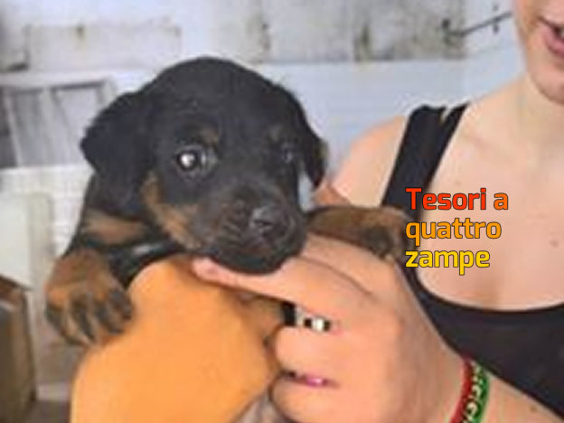 cane_cucciola_isabella_mosca