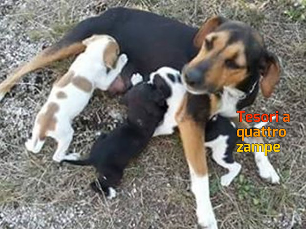cane_cuccioli_monica_cicolani_raffy