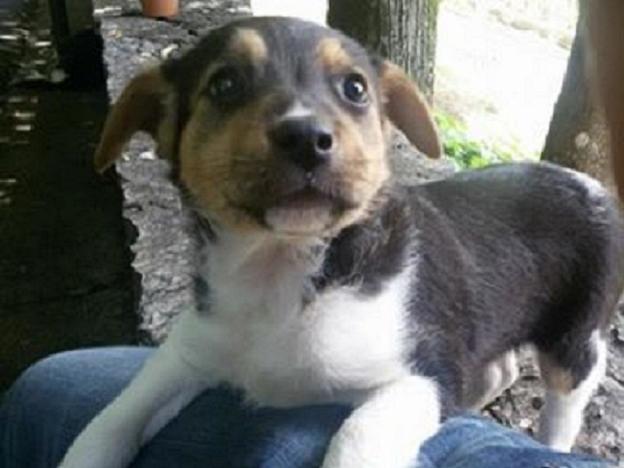 cane_cucciolo_adf