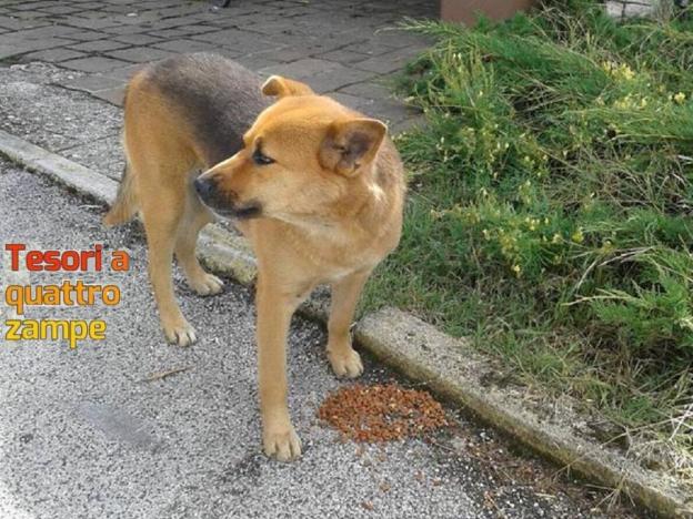 cane_cucciolo_pastore_tedesco_rieti