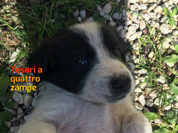 cane_cucciolo_patrizia_brandi_3