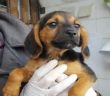 cane_cucciolo_sanitario_adf_