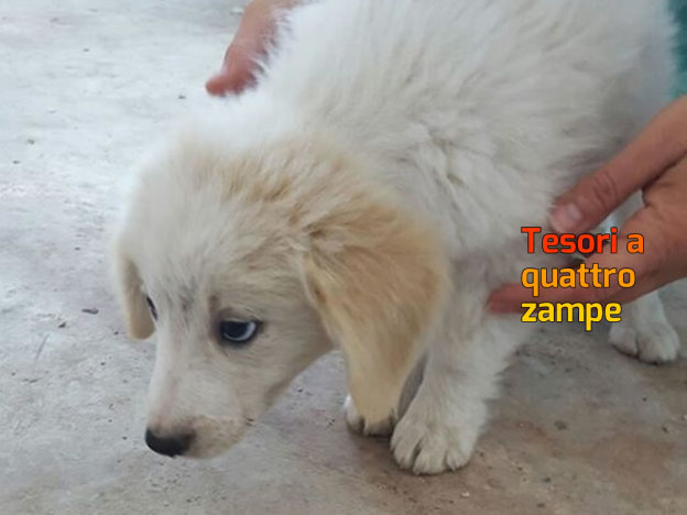 cane_cucciolo_sanitario_adf_2