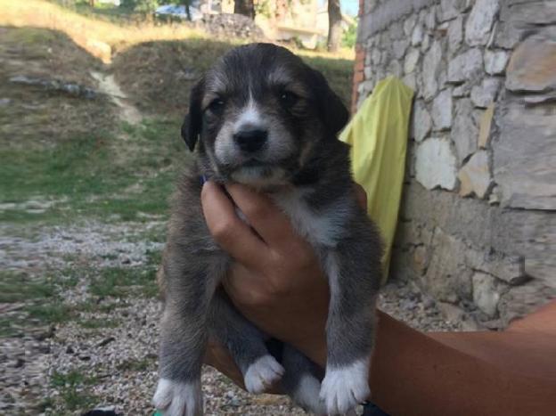 cane_cucciolotto_patrizia_brandi