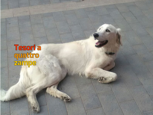 cane_dicomac_rieti