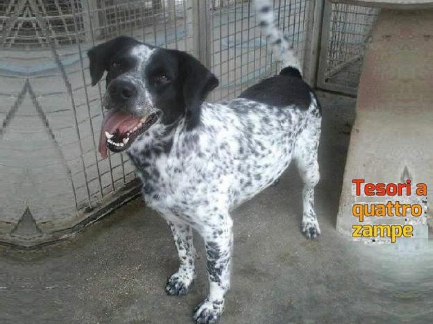 cane_enea_antonietta_palazzolo_raffy