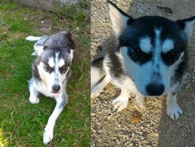 cane_femmina_husky_mattia_javer_bonora_2