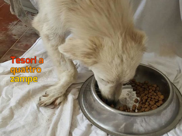 cane_femmina_sanata_anatolia_sanitario_adf
