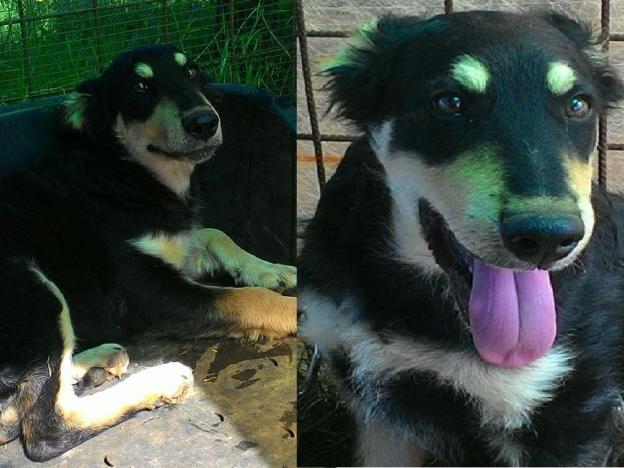 cane_giorgio_adf