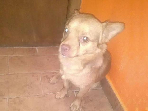cane_giuseppe_moscatelli_montecastrilli