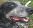 cane_ice_adottato_adf_