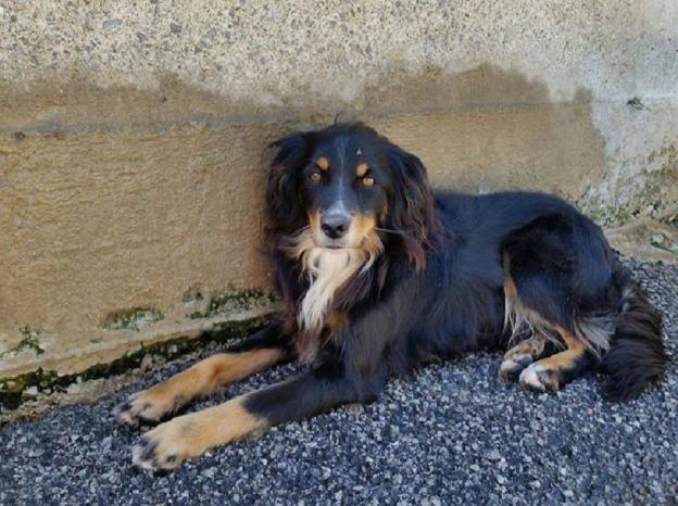 cane_il_principe_laura_berardi