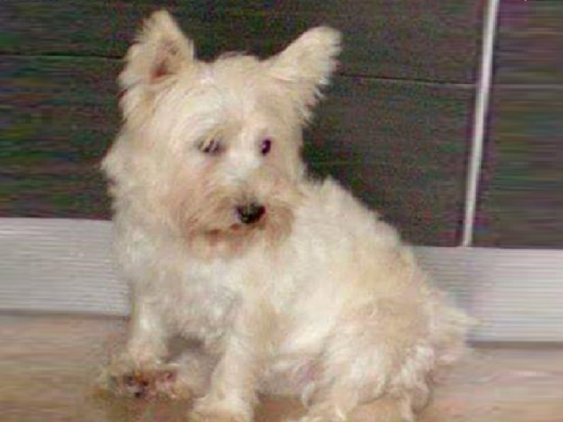 cane_juaria_terremoto_amatrice_vdr