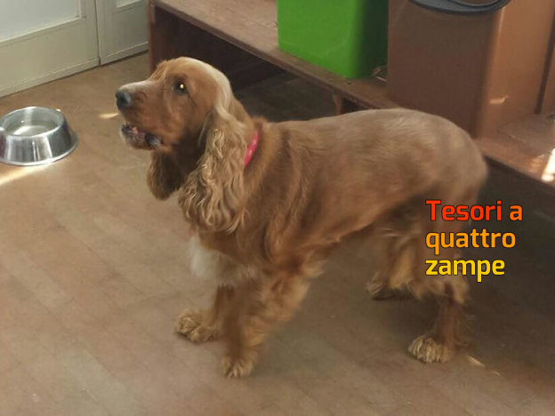 cane_kira_cristina_odifreddi_gemma_caroni