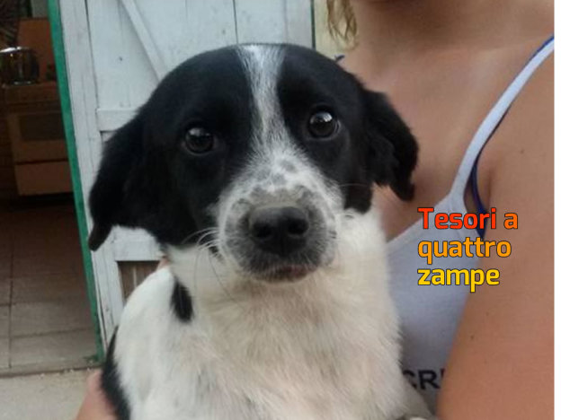 cane_lago_del_salto_rieti_valentina_cavallari