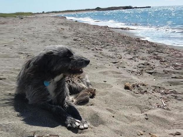 cane_lazio_alessandra_comerio_adf