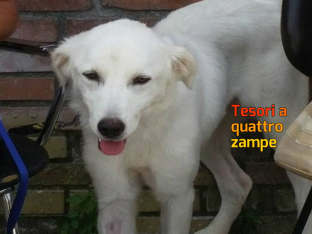 cane_maremmana_sanitario_adf