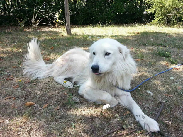 cane_maremmano_albus_adf
