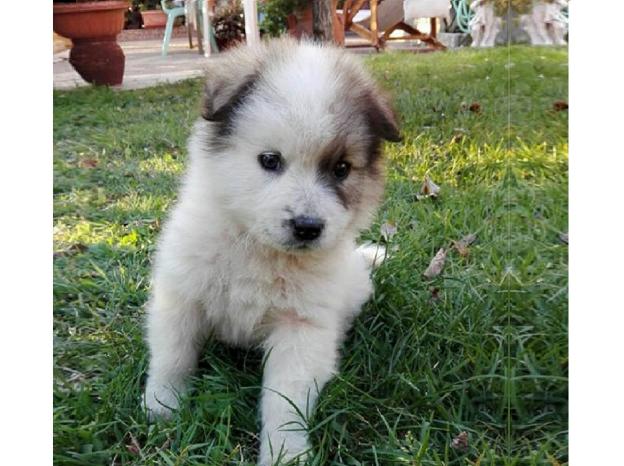 cane_marianna_cipitelli