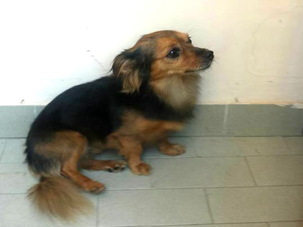 cane_mena_farina_caserta_gemma_carone