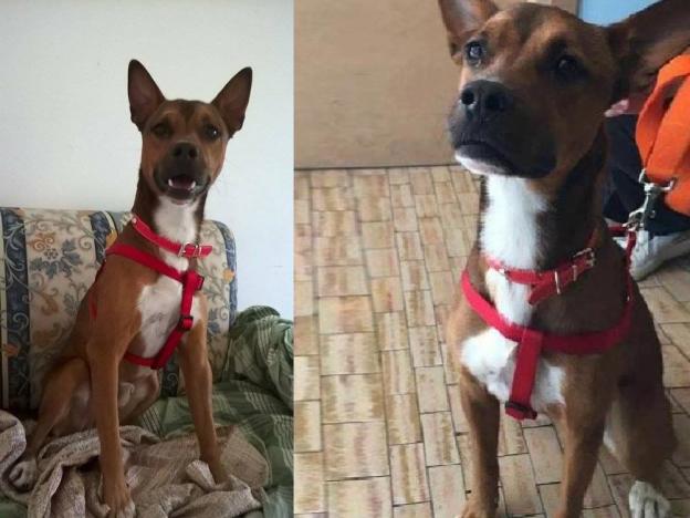 cane_milo_adottato_laura_berardi