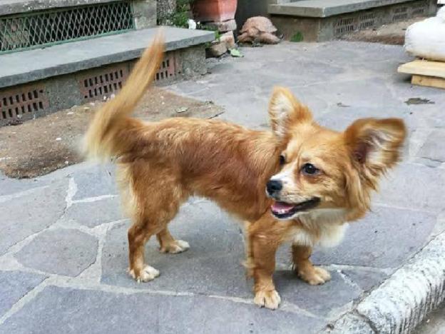 cane_nana_donatella_bargellini_gemma_caroni