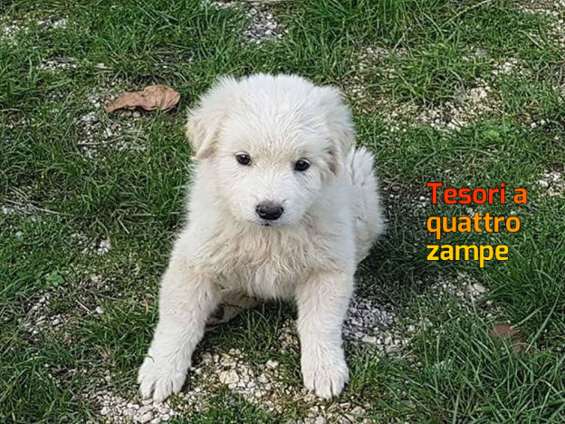 cane_nuovo_sanitario_adf