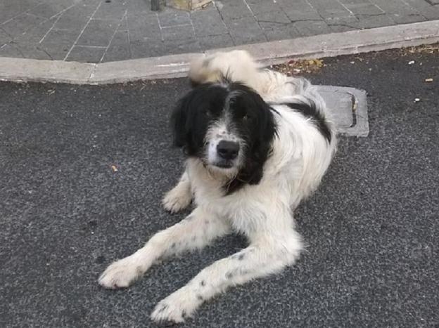 cane_pastore_poggio_nativo_marina_pezzotti_raffy
