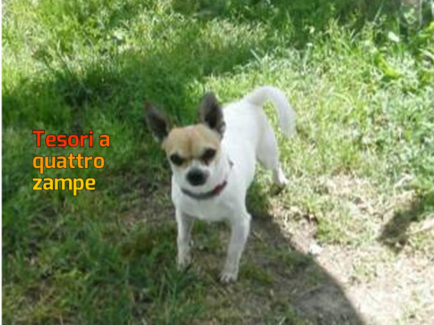 cane_pippo_chihuahua_marta_sabatini_collevecchio