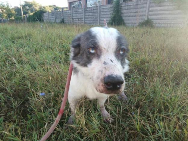 cane_pippo_sanitario_adf