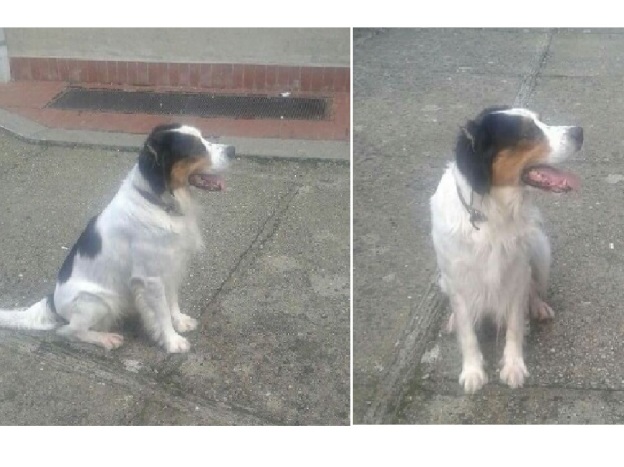 cane_poggio_mirteto_pf