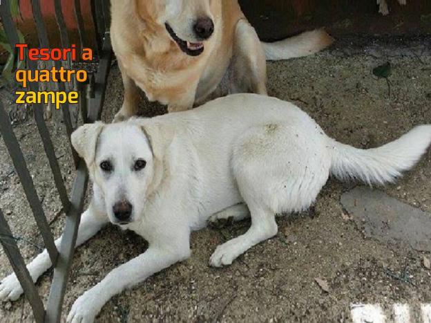 cane_rita_franceschini_mantello_bianco