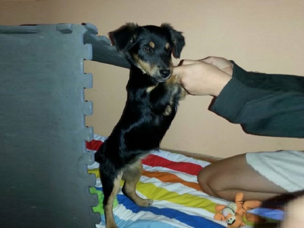 cane_rocchettte_rieti_pf