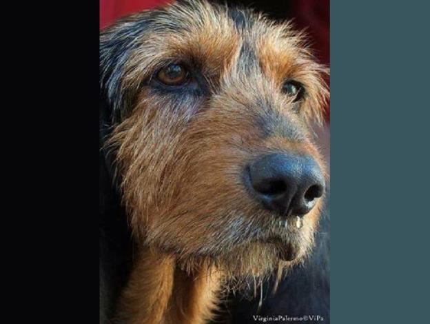 cane_rocco_laura_berardi