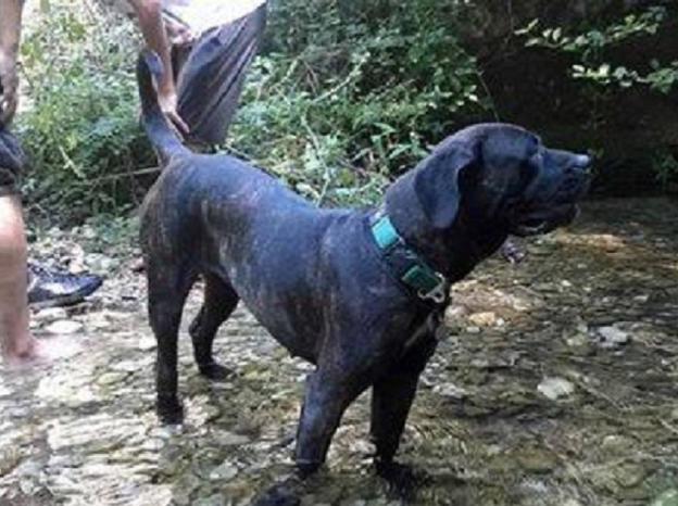 cane_sally_marina_pezzotti_cornazzano