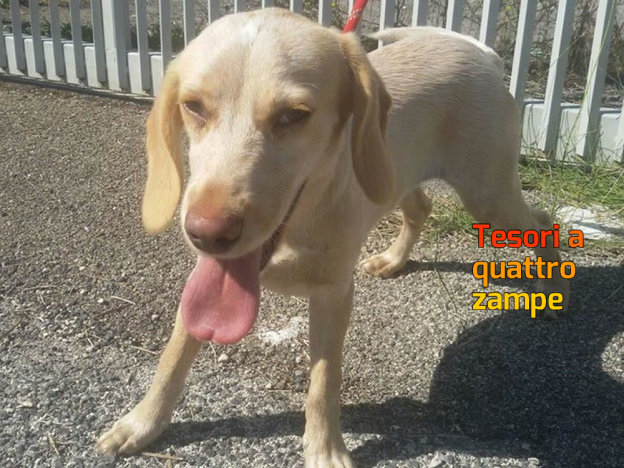 cane_sanitario_adf