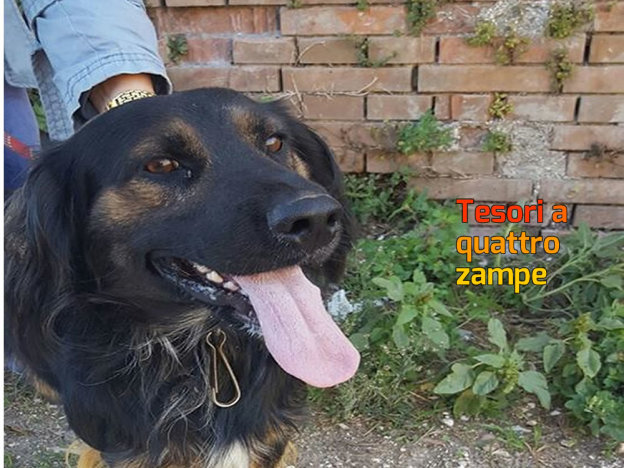 cane_sanitario_passo_corese_adf