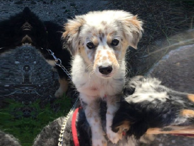 cane_sanitario_roberta_di_carlo_adf