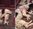 cane_santa_rufina_maria_spenk_
