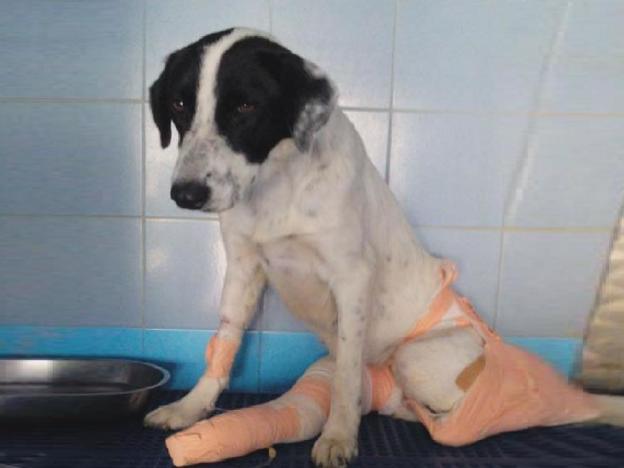 cane_sarah_fedeli_roma