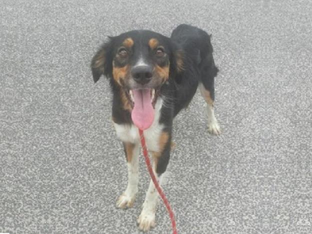 cane_torri_in_sabina_sanitario_adf