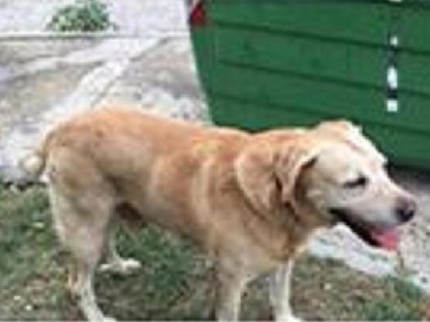 cane_via_aldo_moro