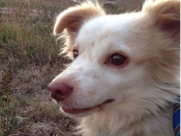 cane_volpino_sanitario_adf
