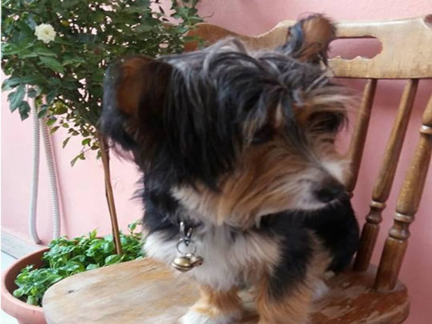 cane_yorkshire_nadia_bonelli_gemma_caroni