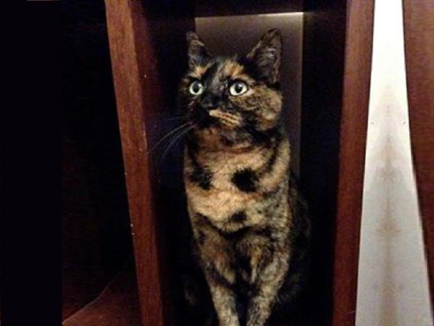 gatto_gatta_camilla_maria_cristina_valentini