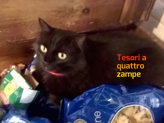 gatto_gatta_maruska_marina_pezzotti