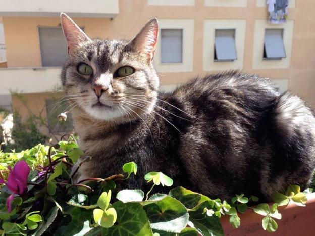 gatto_gatta_olivia_maria_cristina_valentini