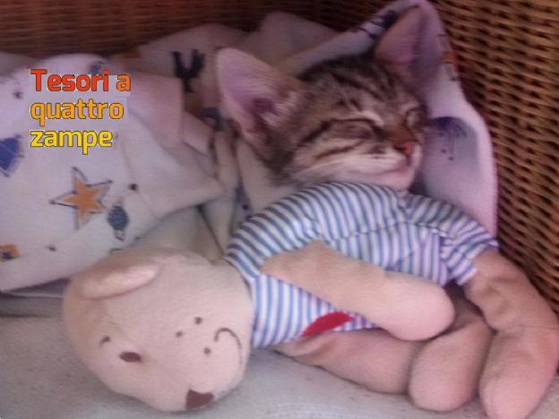 gatto_gattina_francesca_paiella