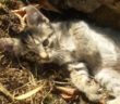 gatto_gattina_francesca_paiella_via_dei_flavi_